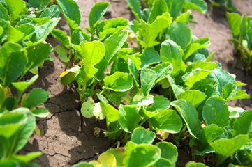 Greens in the garden - radishes young growth