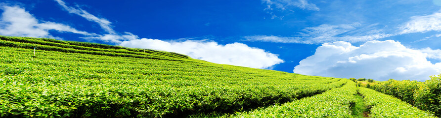 Fototapeta na wymiar Panorama tea plantation with cloud and blue sky