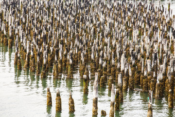 Moss and Lichens on Many Wood Posts