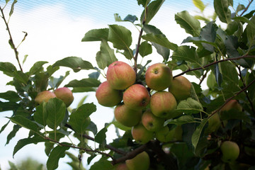 mele rosse sull'albero_ frutteto