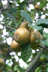 mele Ruggine sull'albero