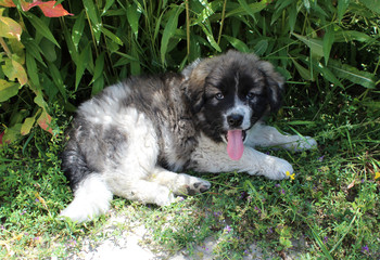 Fototapeta premium Puppy of Caucasian shepherd