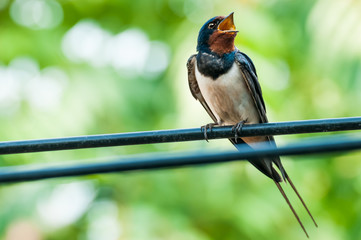 Swallow bird singing on wire