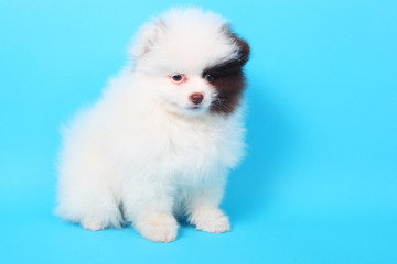 Spitz puppy closeup