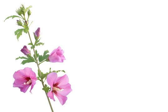 Hibiskuszweig