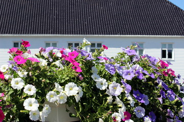 fiori