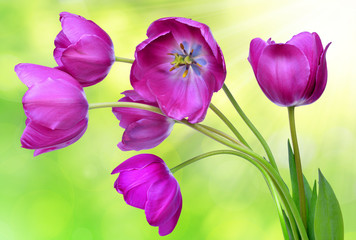 Obraz na płótnie Canvas fresh purple tulips