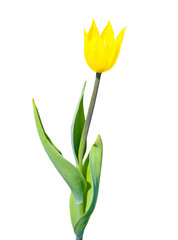 Yellow  tulip on white background