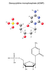 Сhemical formula and model of deoxycytidine monophosphate