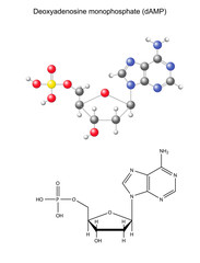 Сhemical formula and model of deoxyadenosine monophosphate