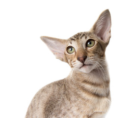 Attentive serious tabby ginger oriental kitten