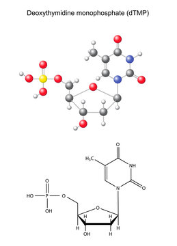 Сhemical formula and model of deoxythymidine monophosphate
