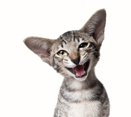 Funny smiling ugly meowing small kitten  Close up portrait isola