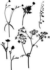 six black wild flowers on white illustration