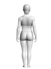 Feman body anatomy