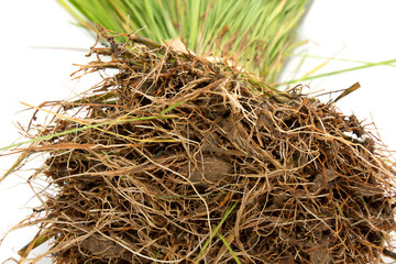 Seedlings of rice crops