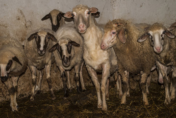 Obraz premium Curious Sheep