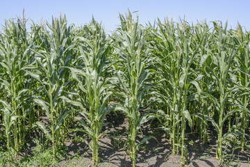 corn