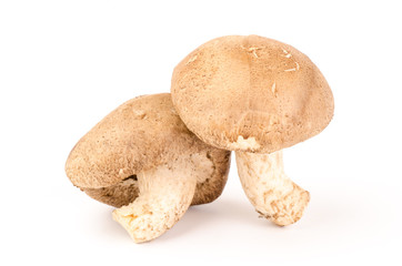 Fresh shitake mushroom