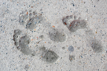 Prints of feet