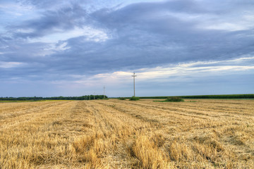 Mowed field in the evening