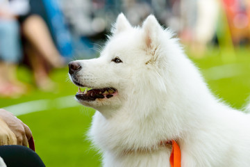 Samoyed dog