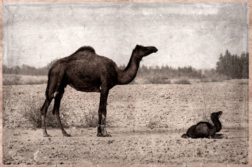 Camels - retro -Old Postcard style