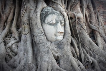Ayutthaya Buddha head