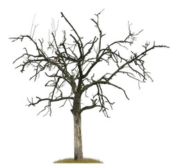 Freigestellter toter Baum vor weißem Hintergrund