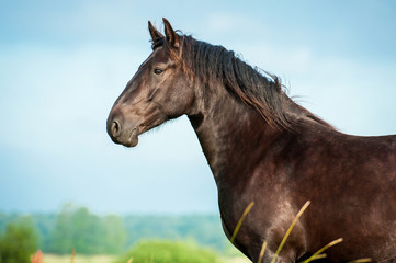 Portrait of beautiful black stallion