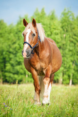 Naklejka na ściany i meble Beautiful horse on summer pasture