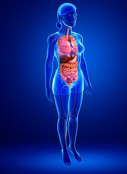 Digestive system of female body