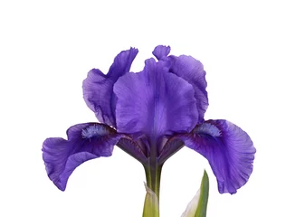 Papier Peint photo Lavable Iris Fleur pourpre foncé d& 39 un iris barbu nain isolé