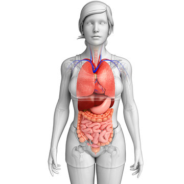 Female digestive system artwork