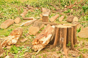  tree stump