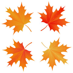 set of autumn maple leaf