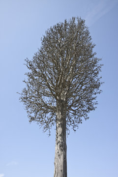 Dead cypress tree -  Victim of Environment