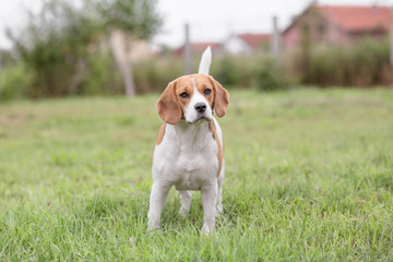 Beautiful Beagle Dog outdoor