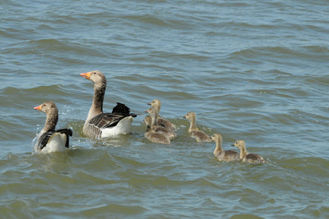 Greylag goose family floating in a pond (Anser anser)