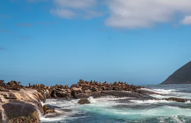 Fotobehang Zeehondeneiland Nabij Kaapstad Zuid-Afrika © pcalapre