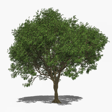 Sandalwood Tree Images Browse 2 245 Stock Photos Vectors And Video Adobe Stock