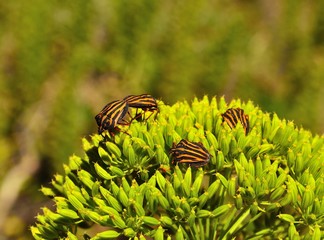 Group of beetles on fennel plant