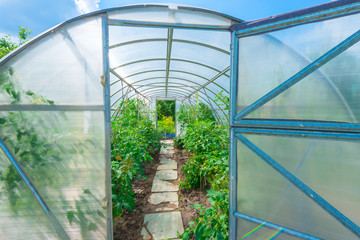 arched greenhouse