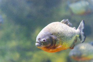 dangerous piranha fish in water closeup