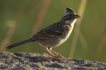 Tico Tico