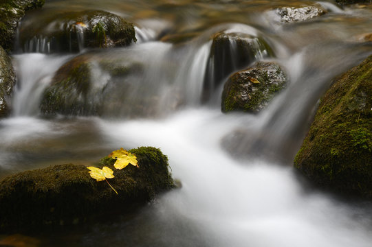 Mountainstream with autumn leave and slow shutter speed.