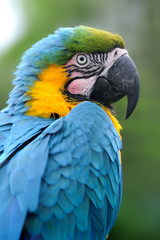 Parrot bird (Severe Macaw)