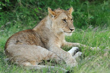 Fototapeta premium Lion