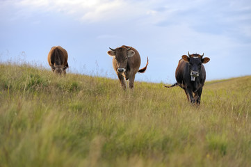 Cow in nature