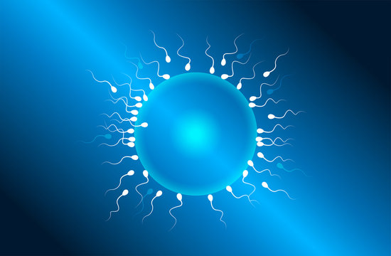 ovulo, spermatozoi